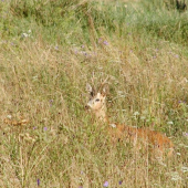 raz z neho bude fešák