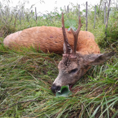 Pán repkového poľa