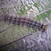 Lymantria dispar