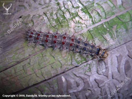 Lymantria dispar