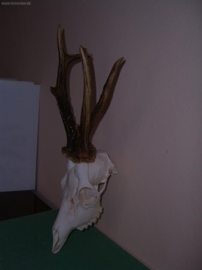 doprovod z ruje 2009, 7 rokov.