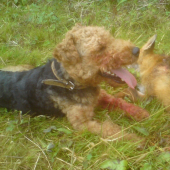 moj maznáčik Caro po vítaznom boji