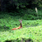 čučoriedkový srnec