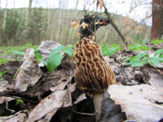 ešte stále rastú...