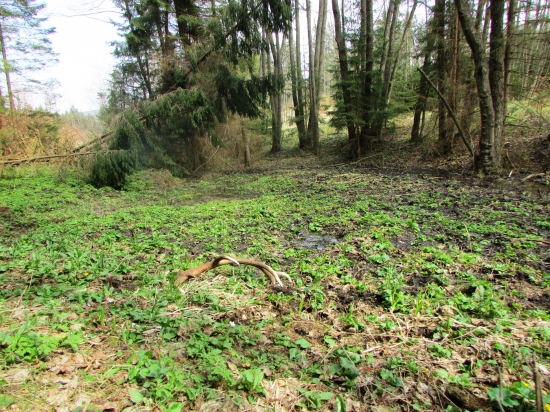 12-torák, 2,5 kg na výslní