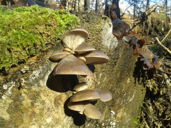 novembrové lesné bohatstvo