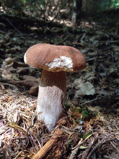 Boletus edulis
