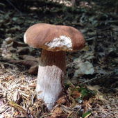 Boletus edulis