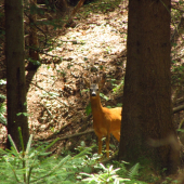 Oklamaný oranžový fešák