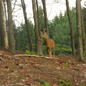 Privábený jednorožec