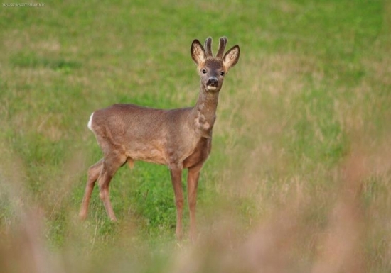 Nádejne chovný ...
