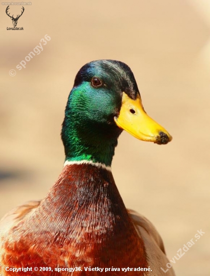 Káčer divý