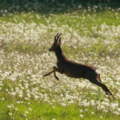 Moment prekvapenia...