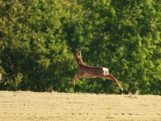 Skok