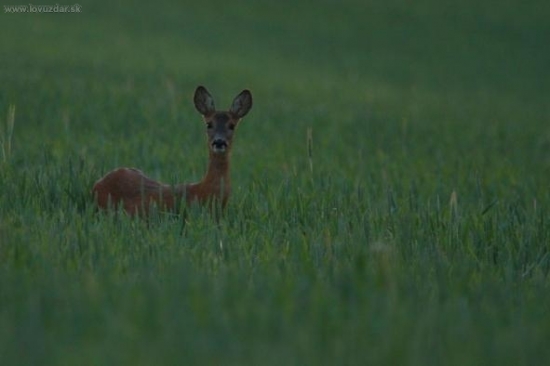 Keď už svetlo nepraje...
