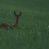 Keď už svetlo nepraje...