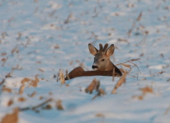 Keď nejde o život!!!