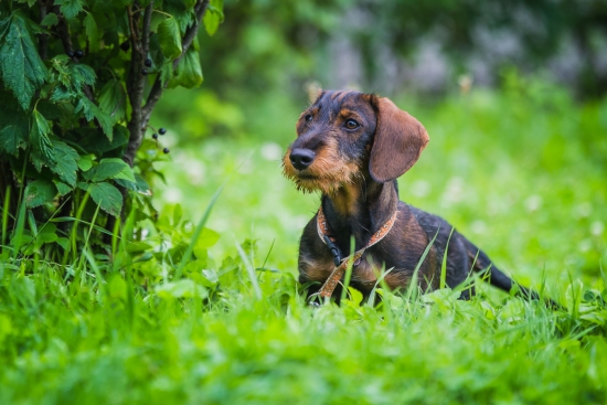 Kamil z Hladkého vrchu - vek 5 mesiacov