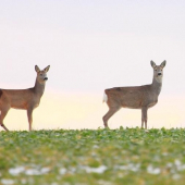 Srnček s pani mamou