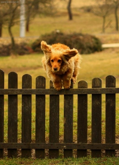 Leidina skok cez prekážku