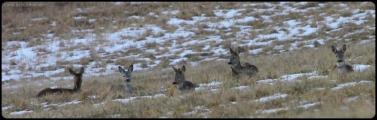 Popoludňajšia siesta