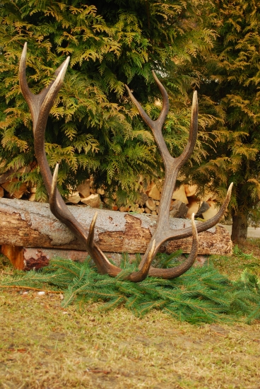 pára 2011 (182 b. C.I.C)