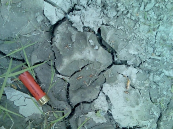 stopa medveďa (dnes)