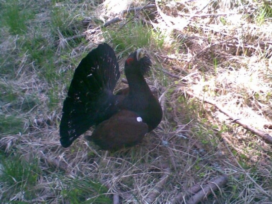 tetrov hlucháň (Tetrao urogallus)...vo fáze toku (brúsenia)
