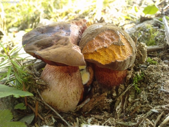 2 v 1-om (hríb zrnitohlúbikovitý)