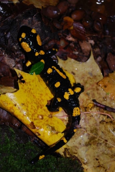salamandra škvrnitá (Salamandra salamandra)