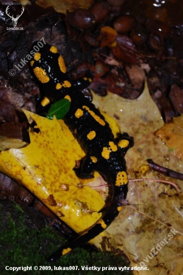 salamandra škvrnitá (Salamandra salamandra)