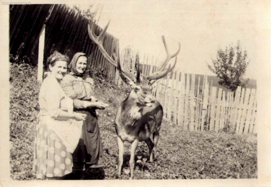 ďalšia zo série jeleňa Ďuri-ho