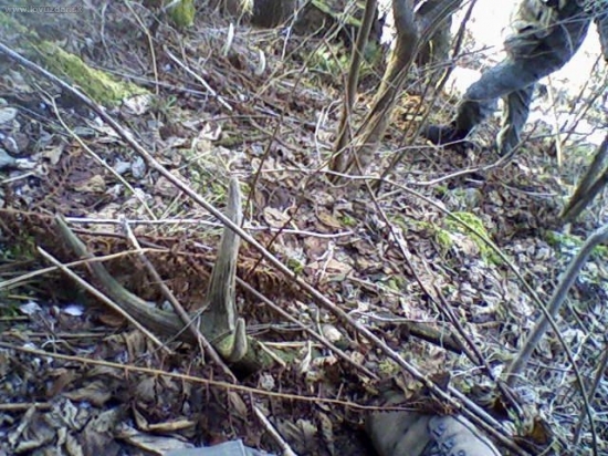 včerajšie (minuloročné)...