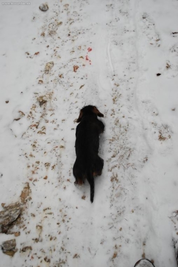 farba tak pozor!! jazvečík je na stope už:)