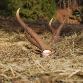 12 torák a 2,65kg (186,6 b.CIC)