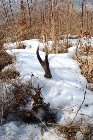 som si ho musel skoro vykopať