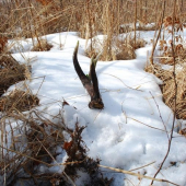 som si ho musel skoro vykopať