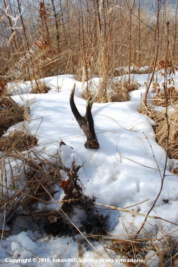 som si ho musel skoro vykopať