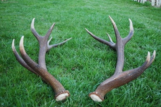 už sú spolu (191 b. C.I.C.)