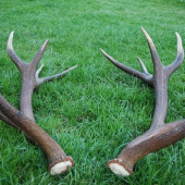 už sú spolu (191 b. C.I.C.)