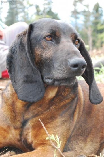 Goran Lesnícka lúka