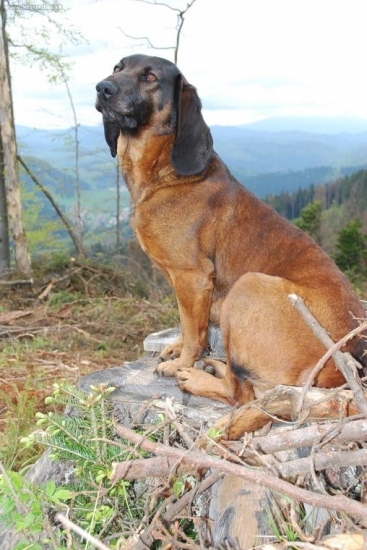 Goran Lesnícka lúka II.