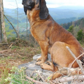 Goran Lesnícka lúka II.