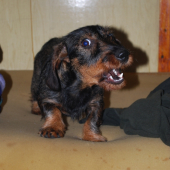 Annie na chate (ruja 2010)