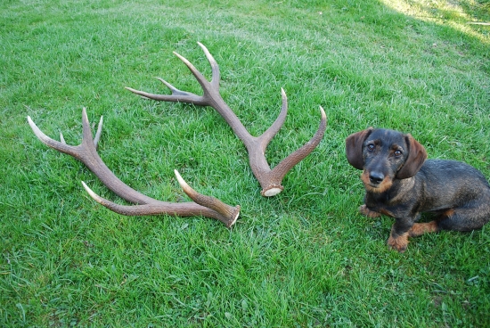 spomienky na minuloročnú páru (191 b. C.I.C)