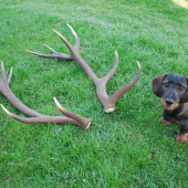 spomienky na minuloročnú páru (191 b. C.I.C)