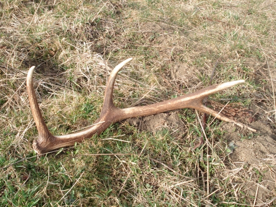 Cestou na brigádu ...