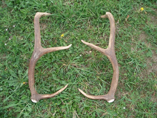 Šestoráčik už doma