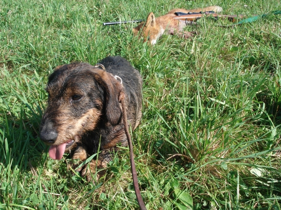 Psík nesklamal ako vždy doposiaľ ...