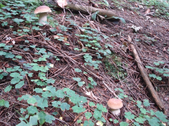 Začínajú jesenné ...